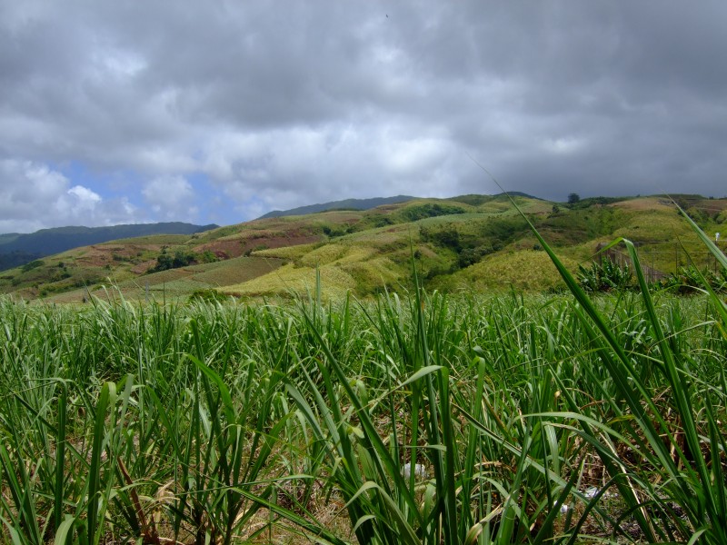 Mauritius 2010 - 0275 